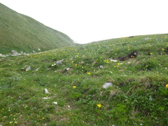 Trollius ranunculinus