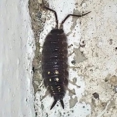 Porcellio ornatus