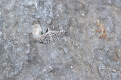 Alucita grammodactyla