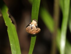 Nitor pudibundus