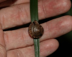 Nitor pudibundus