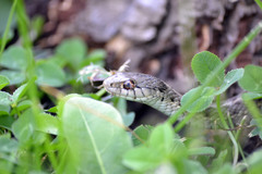 Thamnophis elegans vagrans
