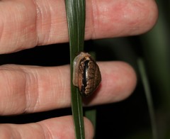 Nitor pudibundus