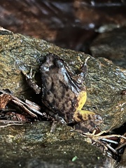 Eupsophus roseus