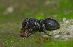 Cephalotes pusillus