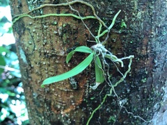Sarcochilus dilatatus