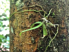 Sarcochilus dilatatus