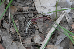 Tricoryne simplex