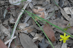 Tricoryne simplex