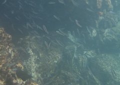 Decapterus