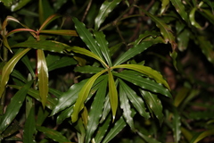 Tasmannia insipida