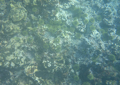 Lytechinus semituberculatus