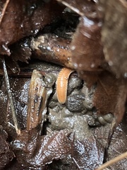 Polyzoniidae