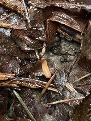 Polyzoniidae