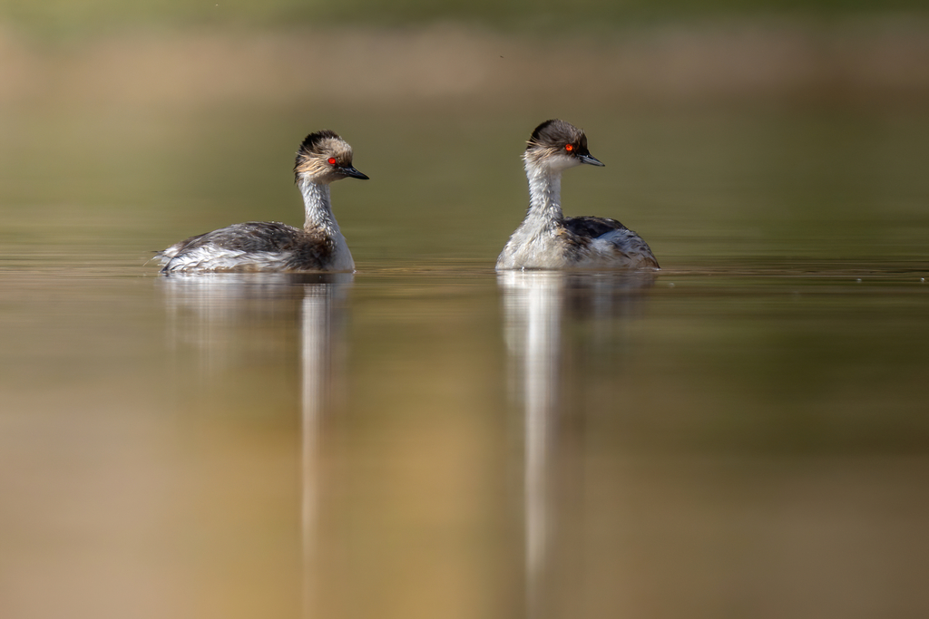 Southern Silvery Grebe