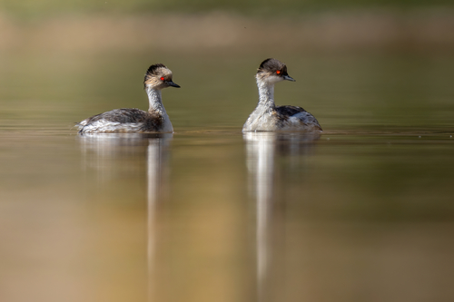 Southern Silvery Grebe