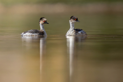 Podiceps occipitalis juninensis