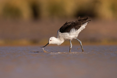 Recurvirostra andina