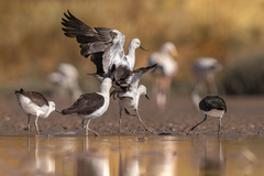 Recurvirostra andina