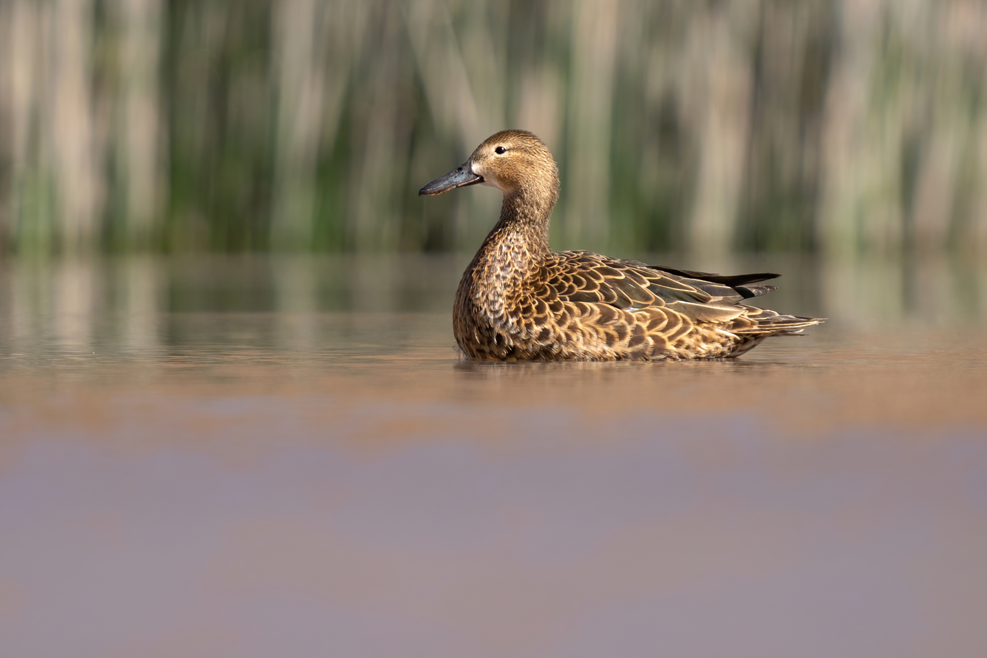 Cinnamon Teal illustration