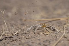 Liolaemus multicolor