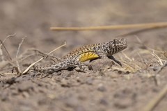 Liolaemus multicolor