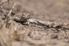 Liolaemus multicolor