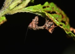 Raptrix perspicua