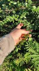 Gonopterodendron sarmientoi