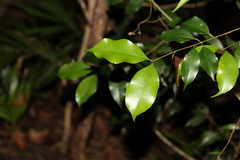 Syzygium crebrinerve