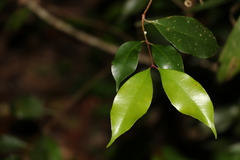 Syzygium crebrinerve