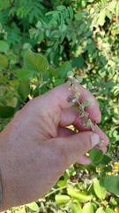 Wissadula densiflora