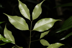Syzygium crebrinerve