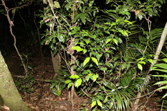 Syzygium crebrinerve