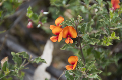Podolobium procumbens