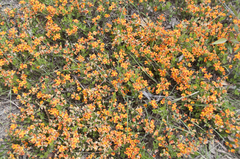 Podolobium procumbens