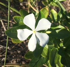 Catharanthus roseus image