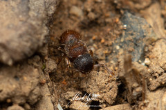 Meranoplus froggatti