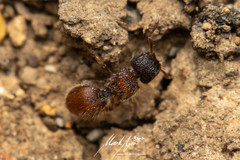Meranoplus froggatti
