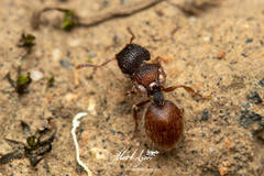 Meranoplus froggatti