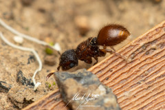 Meranoplus froggatti
