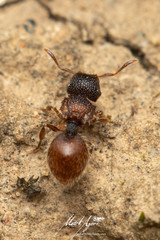 Meranoplus froggatti