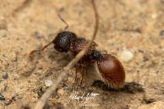 Meranoplus froggatti