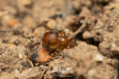 Pheidole rugosula