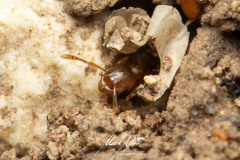 Pheidole rugosula