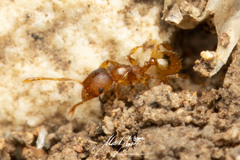 Pheidole rugosula