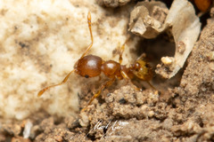 Pheidole rugosula