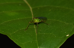 Lappidina