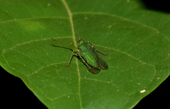Lappidina