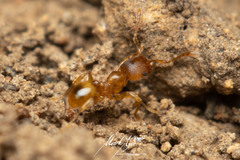 Pheidole rugosula